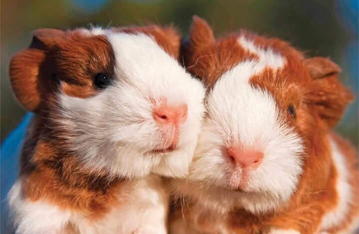 Guinea Pigs Mini Calendar 2026