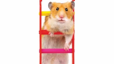 Hamsters Slim Calendar 2026