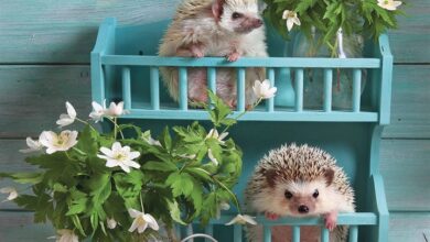 Hedgehogs! Calendar 2026