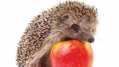 Hedgehogs Calendar 2026