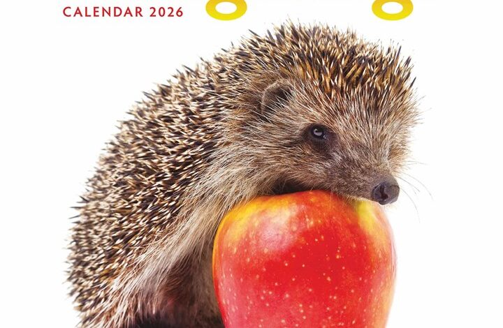Hedgehogs Calendar 2026