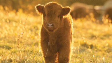 Highland Cows Mini Calendar 2026