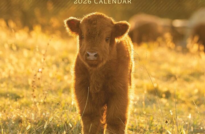 Highland Cows Mini Calendar 2026