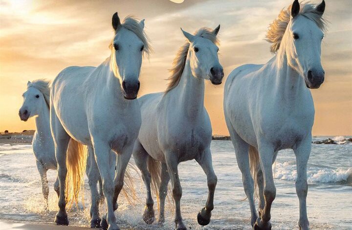 Horse Lovers Calendar 2026
