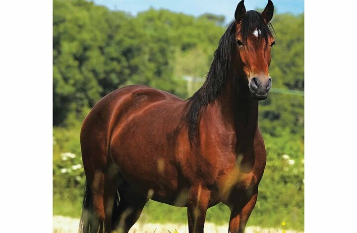 Horses A5 Diary 2026