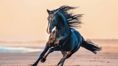 Horses Calendar 2026