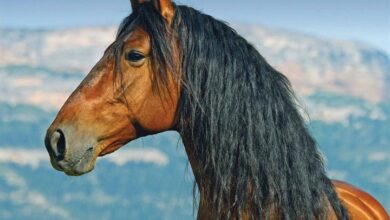 Horses Mini Calendar 2026