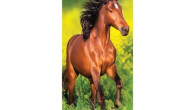 Horses Slim Calendar 2026