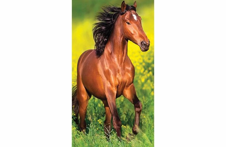 Horses Slim Calendar 2026