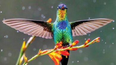 Hummingbirds Calendar 2026