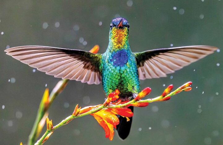 Hummingbirds Calendar 2026