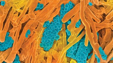 Innerspace Calendar 2026