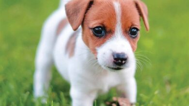 Jack Russell Puppies Mini Calendar 2026