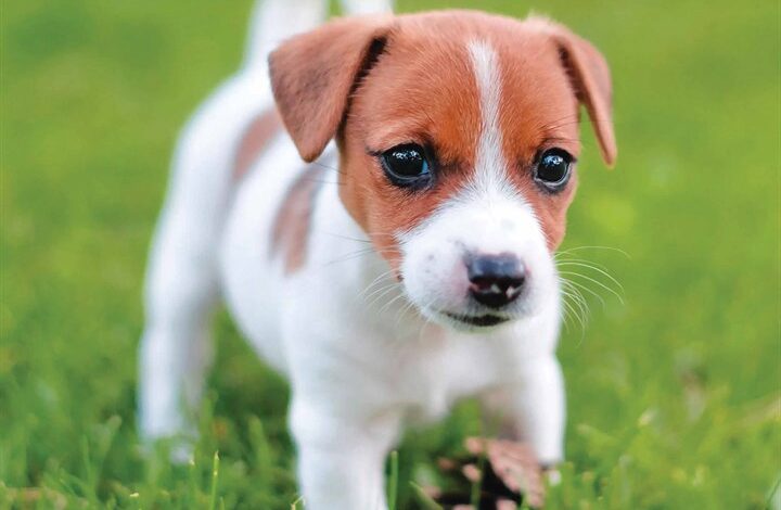 Jack Russell Puppies Mini Calendar 2026