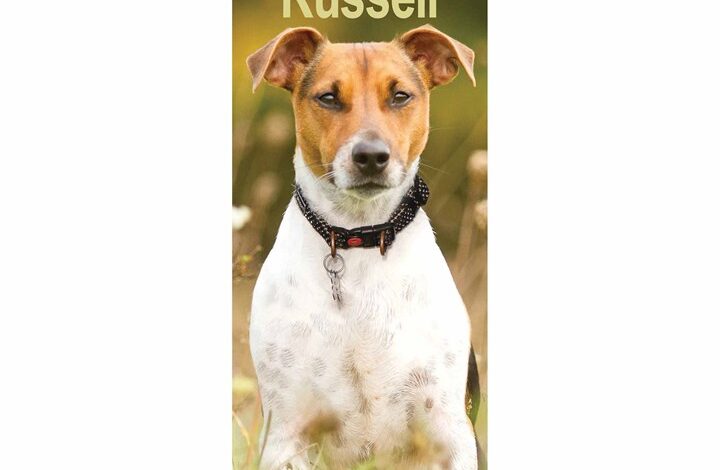 Jack Russell Slim Calendar 2026
