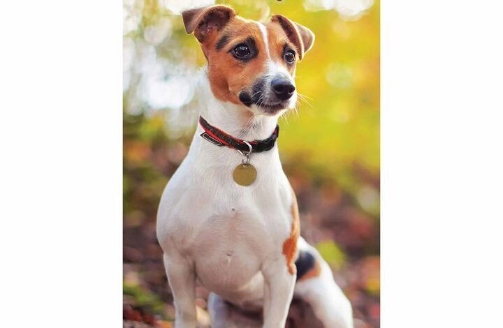 Jack Russell Slim Diary 2026