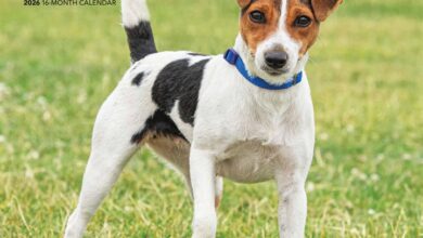 Jack Russell Terriers Calendar 2026