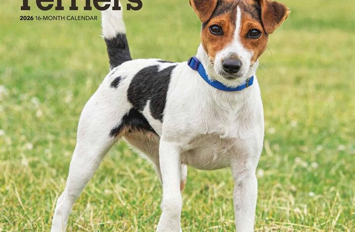 Jack Russell Terriers Calendar 2026