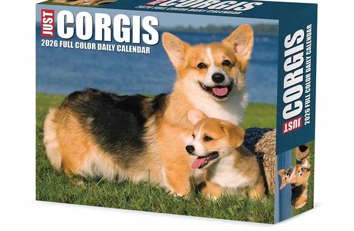 Just Corgis Desk Calendar 2026