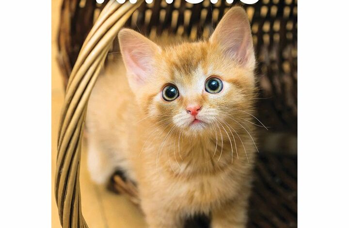 Kittens A5 Diary 2026