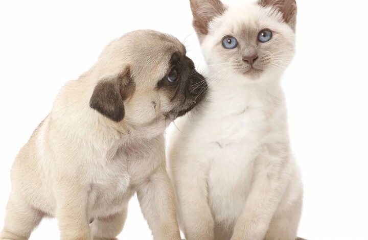 Kittens & Friends Calendar 2026