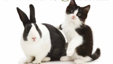 Kittens & Friends Desk Calendar 2026