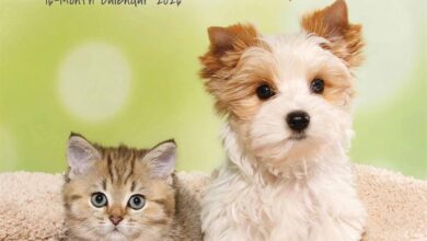 Kittens & Puppies Mini Calendar 2026