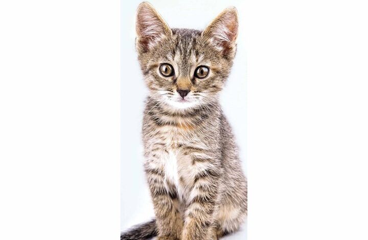 Kittens Slim Calendar 2026