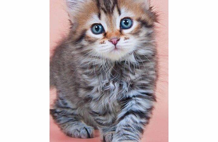 Kittens Slim Diary 2026 - 2027