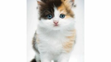 Kittens Slim Diary 2026