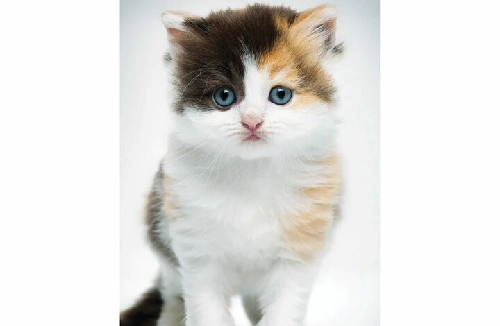 Kittens Slim Diary 2026