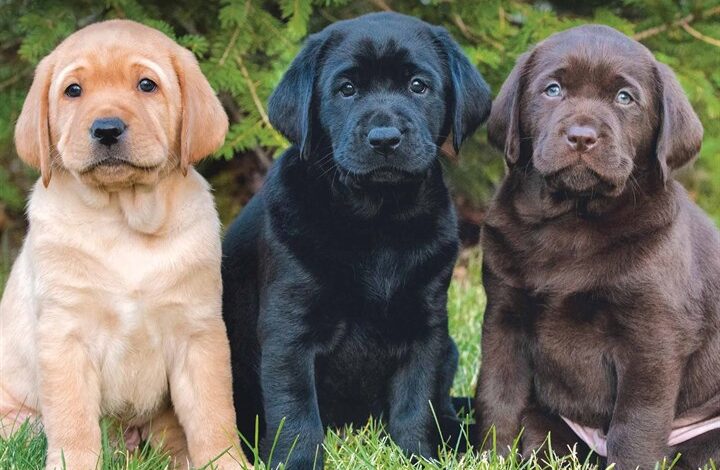 Labrador Retriever Puppies Mini Calendar 2026