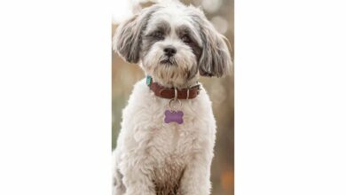 Lhasa Apso Slim Calendar 2026