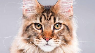 Maine Coon Cats Calendar 2026