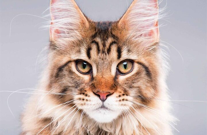 Maine Coon Cats Calendar 2026