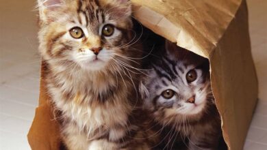 Maine Coon Kittens Calendar 2026
