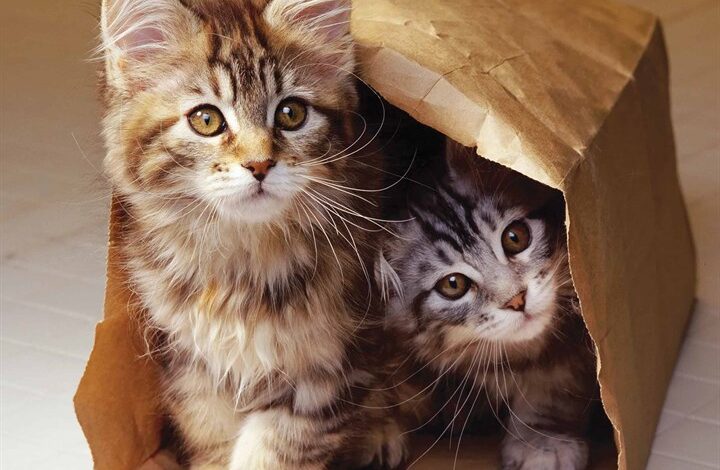 Maine Coon Kittens Calendar 2026