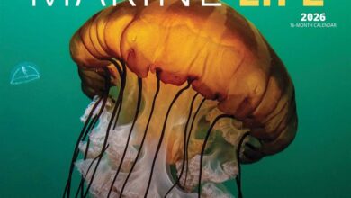Marine Life Calendar 2026