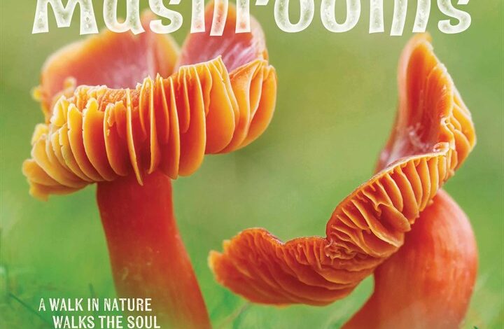 Marvellous Mushrooms Calendar 2026
