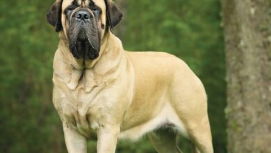 Mastiffs Calendar 2026