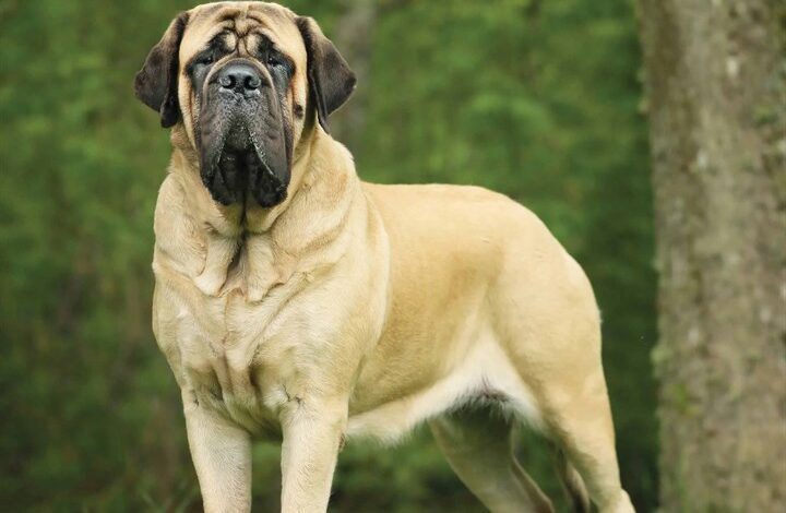 Mastiffs Calendar 2026