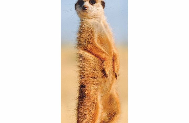 Meerkats Slim Calendar 2026