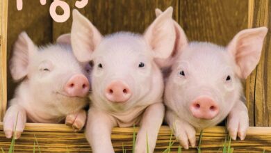 Mini Pigs Calendar 2026