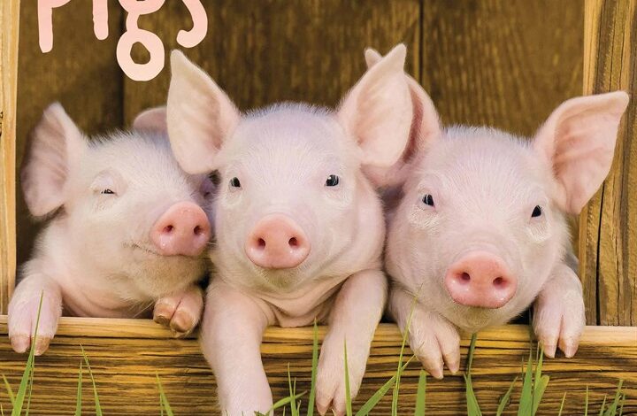 Mini Pigs Calendar 2026