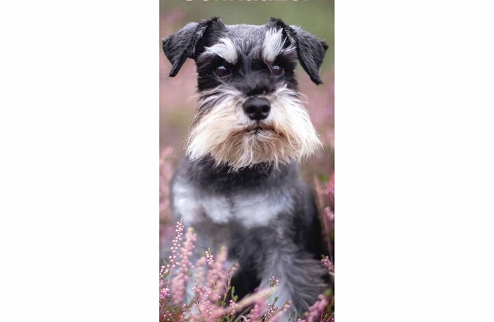 Miniature Schnauzer Slim Calendar 2026
