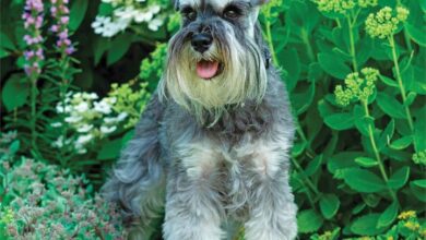 Miniature Schnauzers Calendar 2026