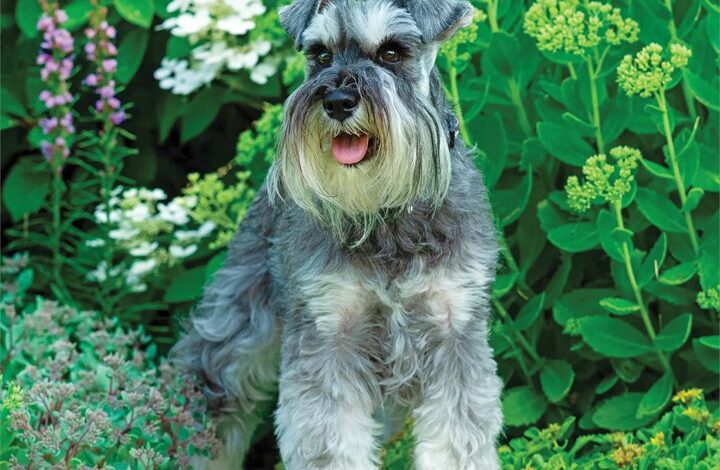 Miniature Schnauzers Calendar 2026
