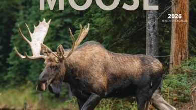 Moose Calendar 2026