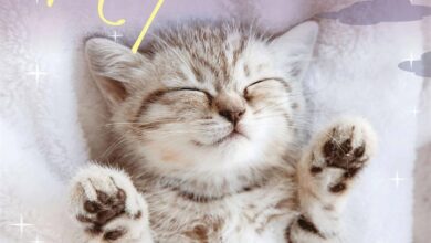 Naptime Cats Calendar 2026