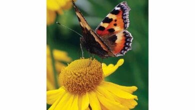 National Trust Slim Diary 2026